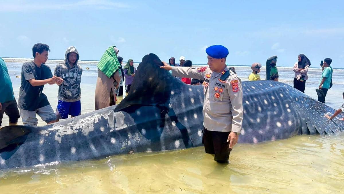 Hiu Tutul Seberat 5 Ton Mati Terdampar di Wakatobi, Bangkainya Dibakar