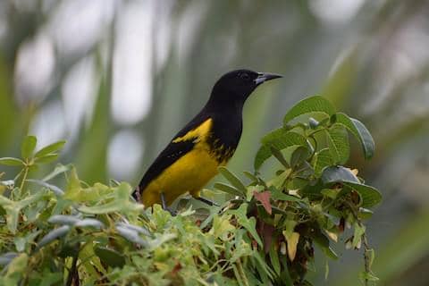 bahama oriole