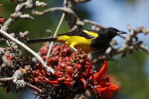 5 Fakta Bahama Oriole, Burung Karibia dengan Warna Bulu yang Memikat