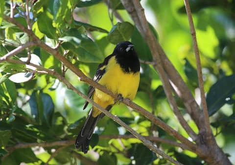 bahama oriole