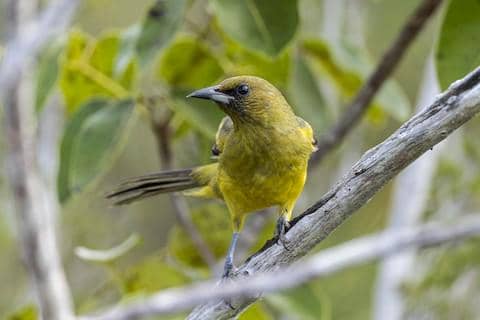 bahama oriole