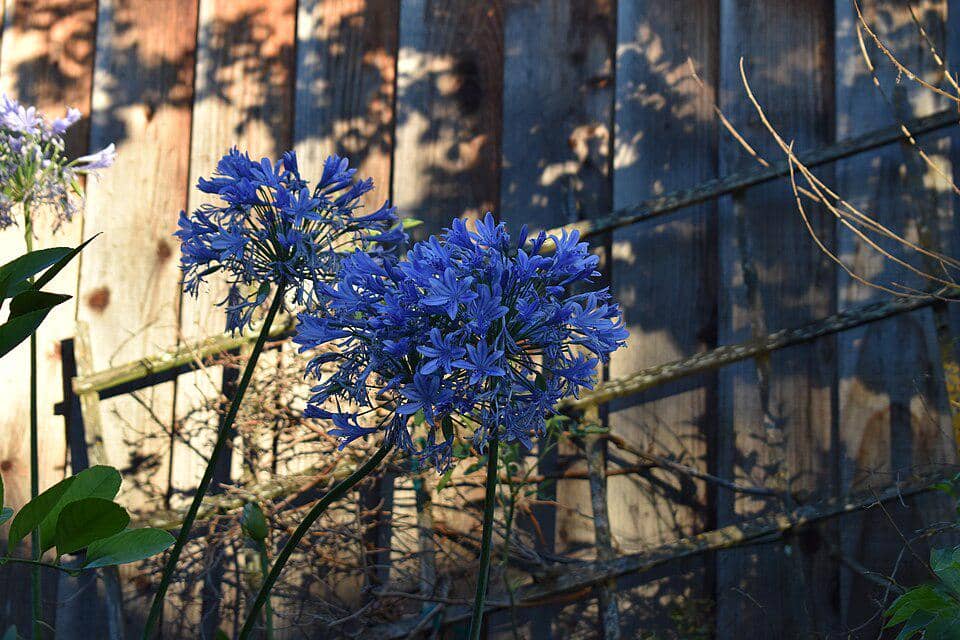 ilustrasi agapanthus