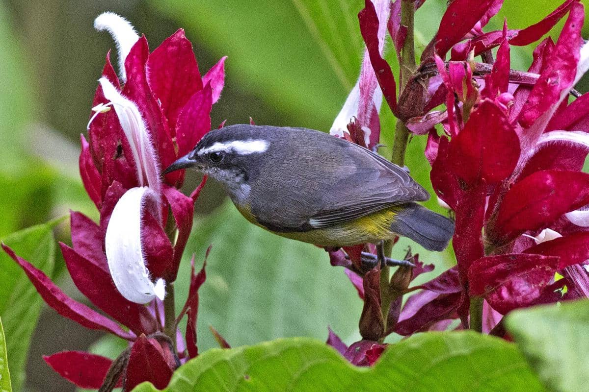 Bananaquit