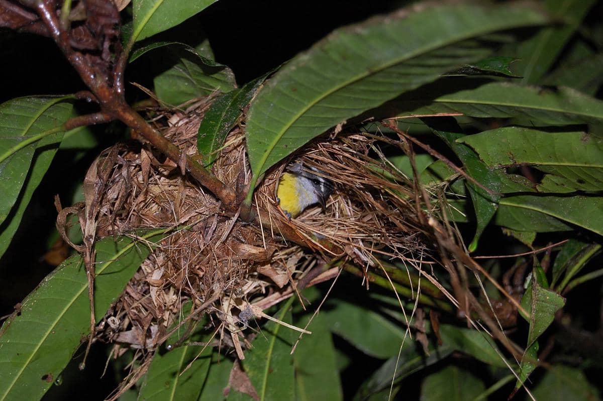 Sarang Bananaquit 