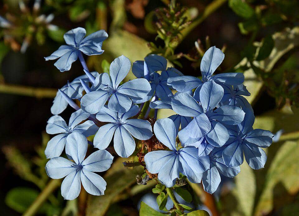 ilustrasi plumbago biru