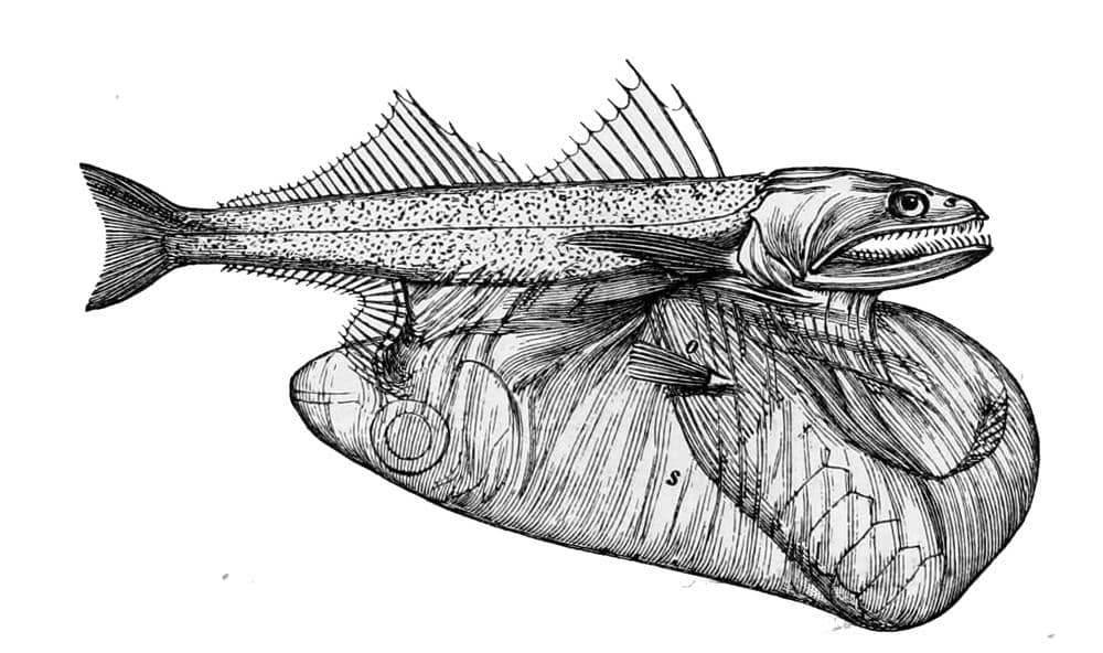 Ikan penelan hitam (ilustrasi)