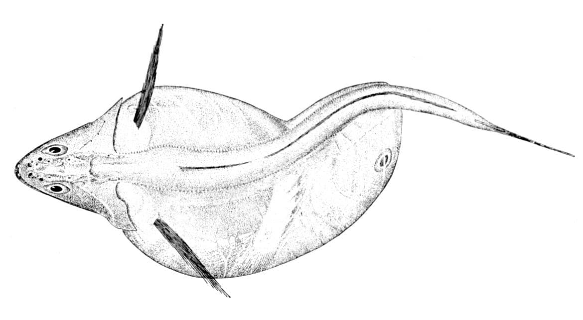 Ikan penelan hitam (ilustrasi)