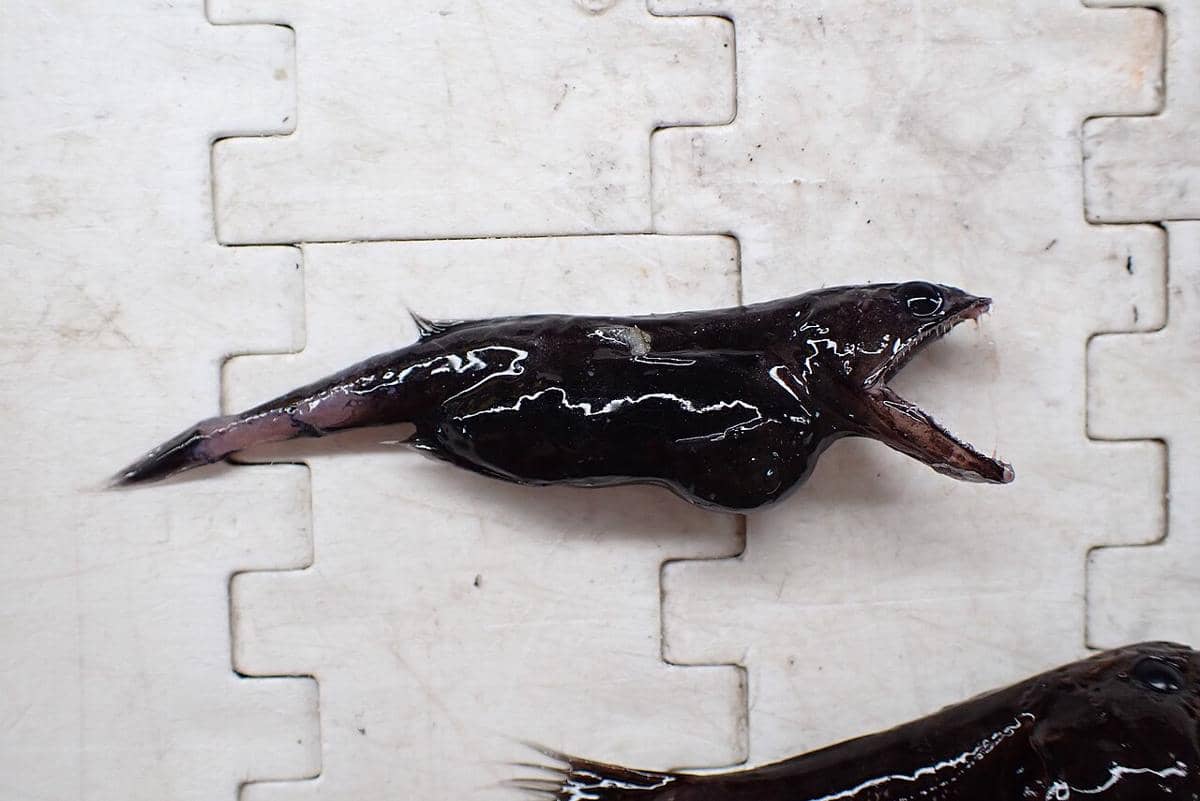 Ikan penelan hitam