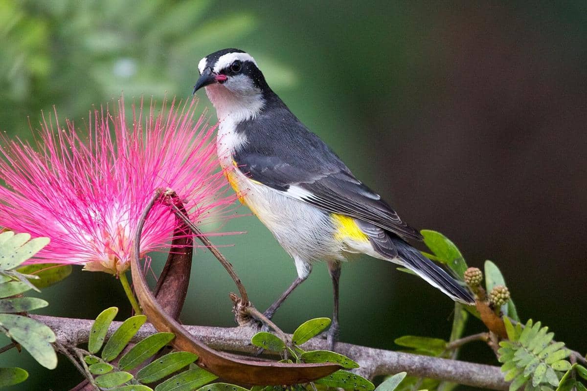 5 Fakta Menarik Bananaquit, Burung Tropis yang Suka Makanan Manis