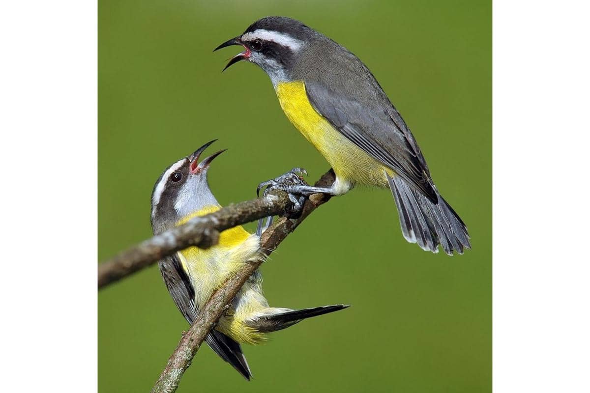 Pasangan Bananaquit