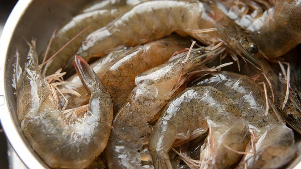ilustrasi udang segar