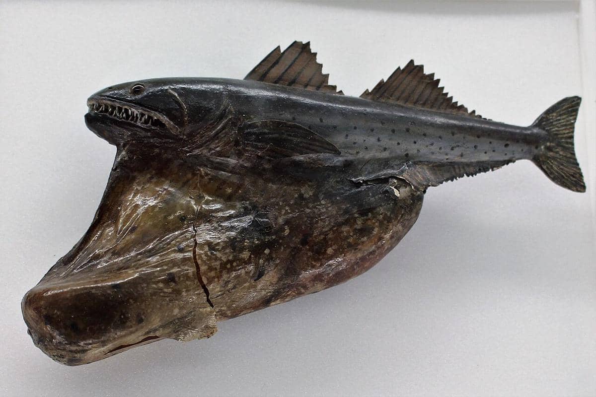5 Fakta Ikan Penelan Hitam, si Kecil Mampu Menelan Mangsa Besar