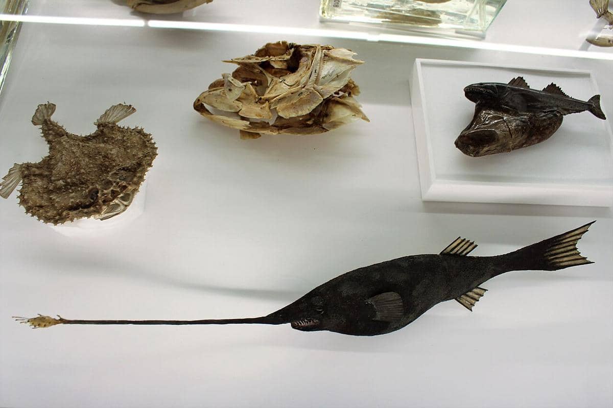 Ikan penelan hitam
