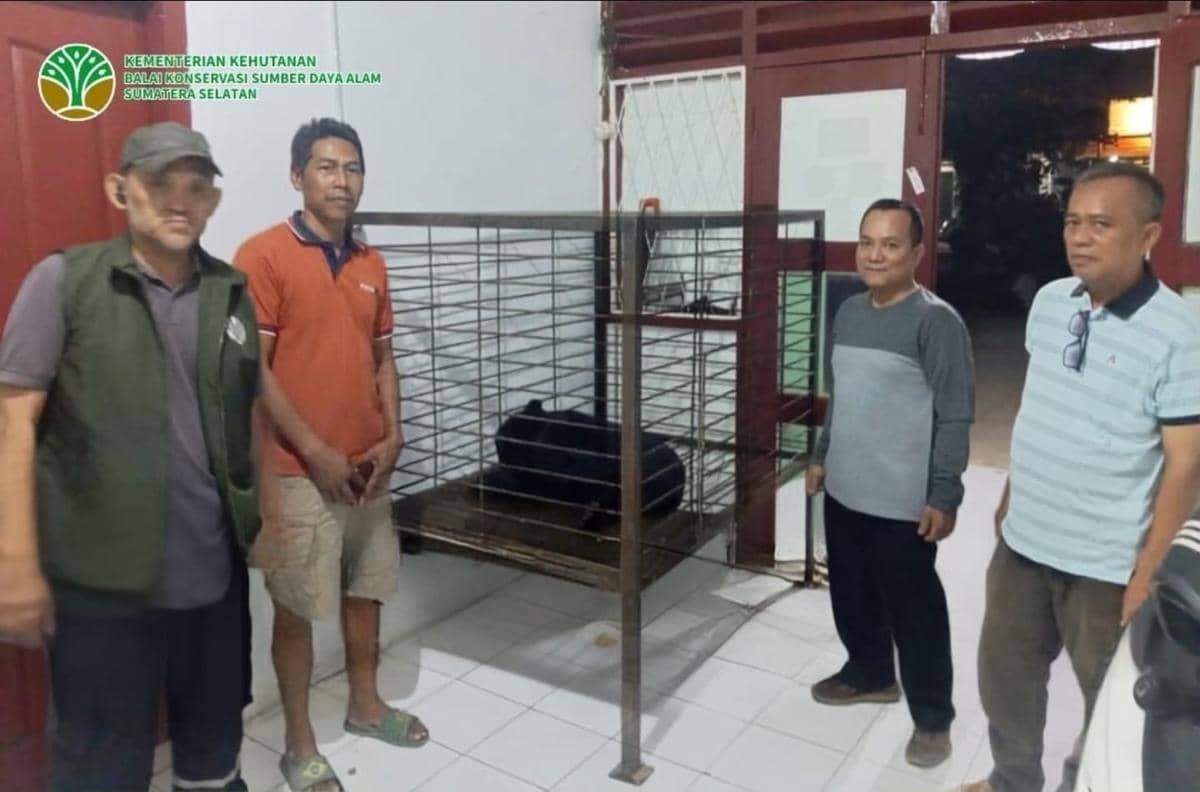 BKSDA Sumsel Tampung Beruang Madu Temuan Warga Musi Banyuasin