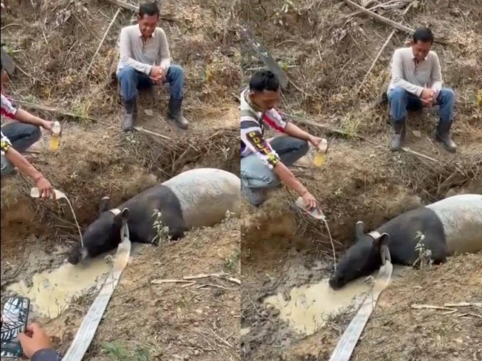 Tapir Kembali Muncul di Mesuji, Terjebak dalam Parit Kebun Sawit