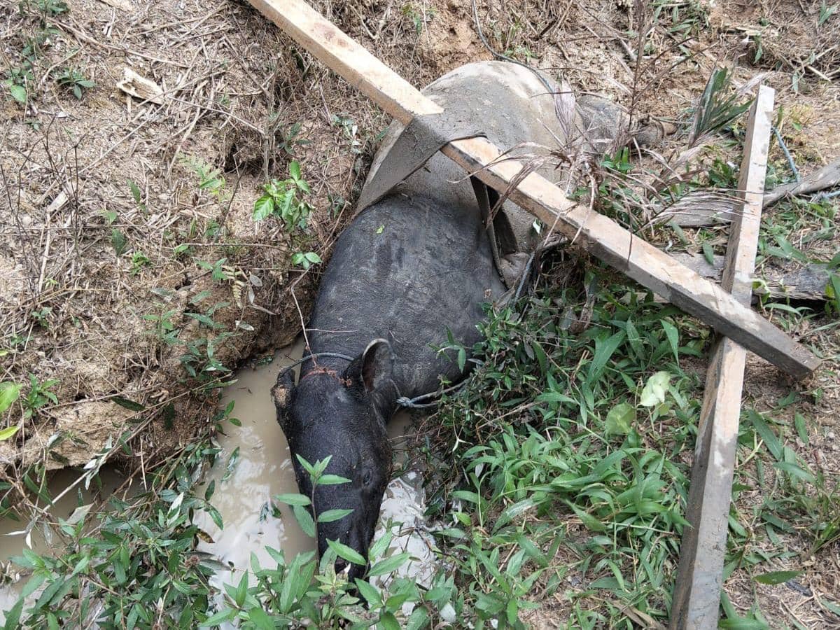 Tapir Terjebak di Parit Sawit Mesuji, Bupati: Kemungkinan Cari Air