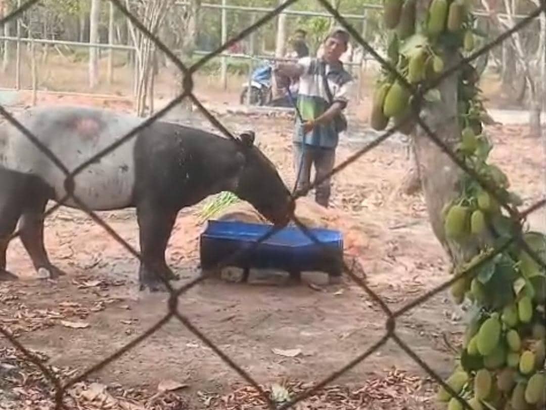 Kronologi Tapir Terjebak di Parit Kebun Sawit Mesuji hingga Dievakuasi