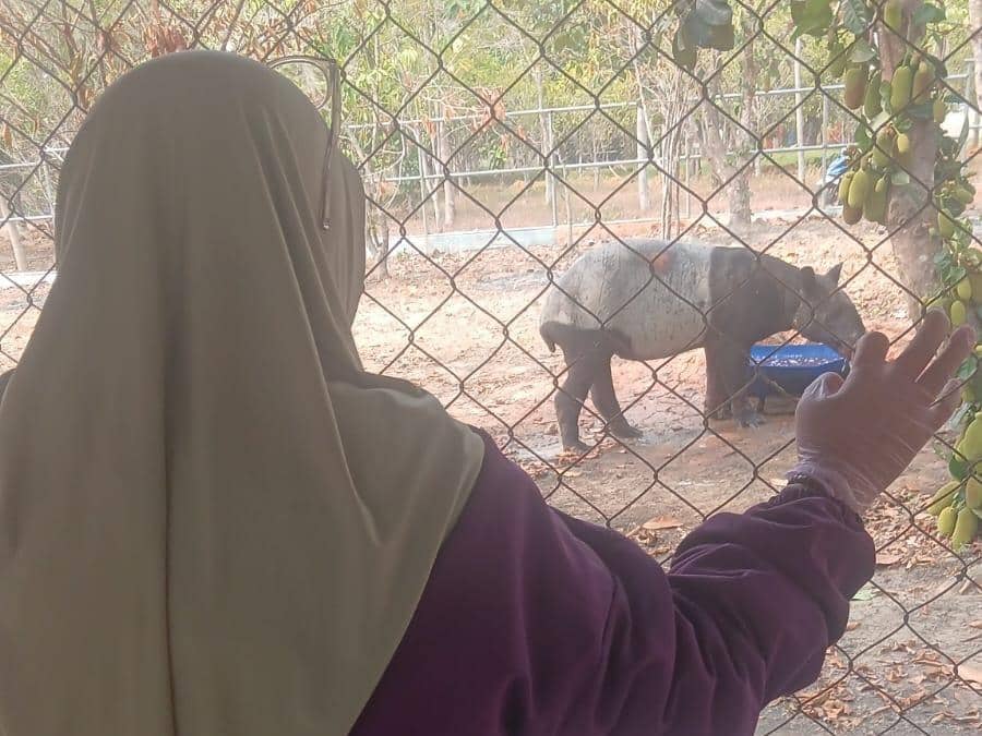 Kondisi Tapir Terjebak Parit Sawit di Mesuji, Stres dan Luka Ringan