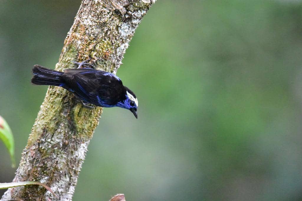 Burung Tangara callophrys