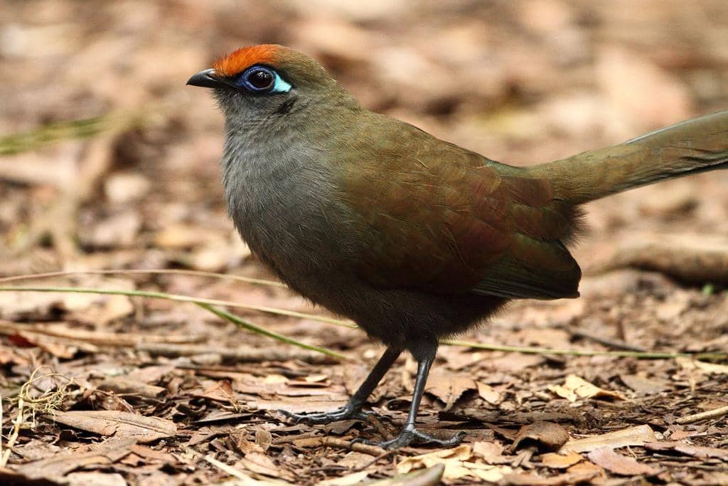 5 Fakta Red Fronted Coua, Burung Berdahi Merah dari Madagaskar
