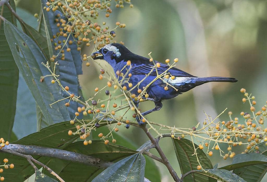 Burung Tangara callophrys