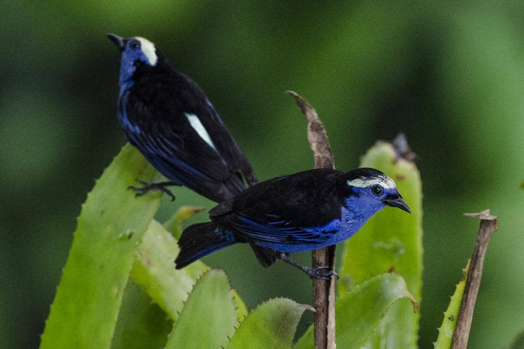 Burung Tangara callophrys