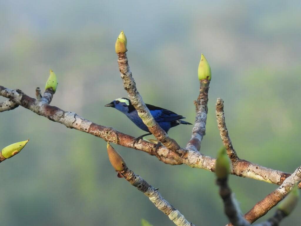 Burung Tangara callophrys