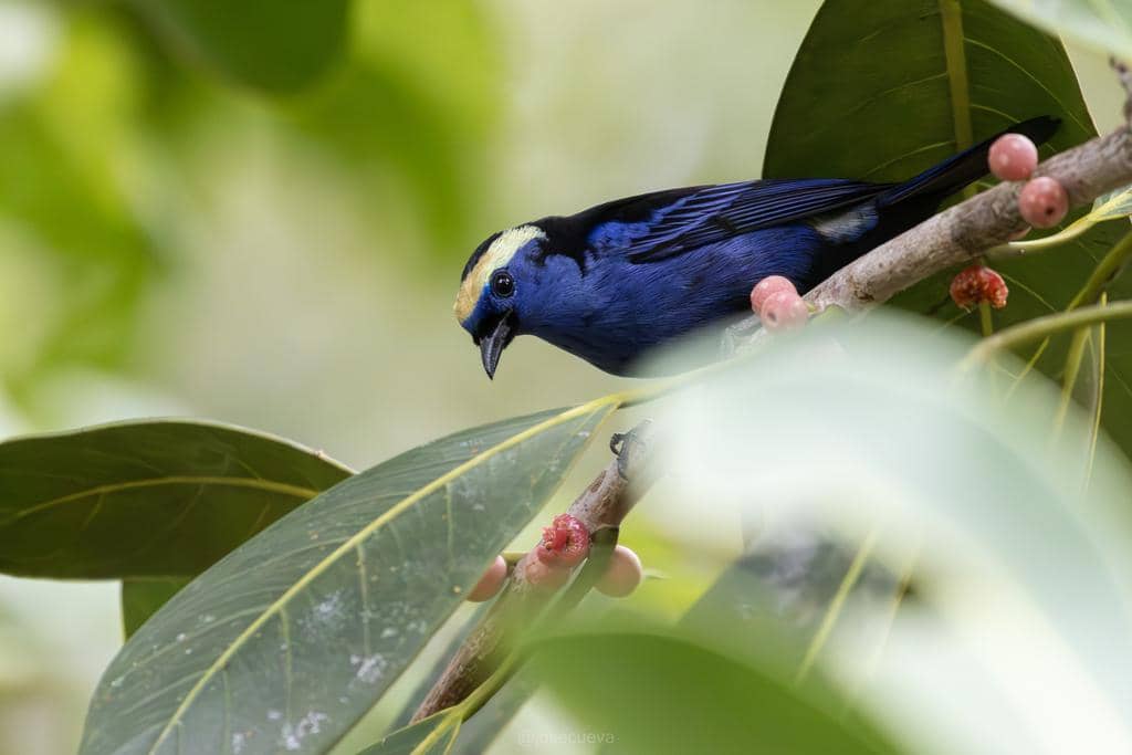 Burung Tangara callophrys