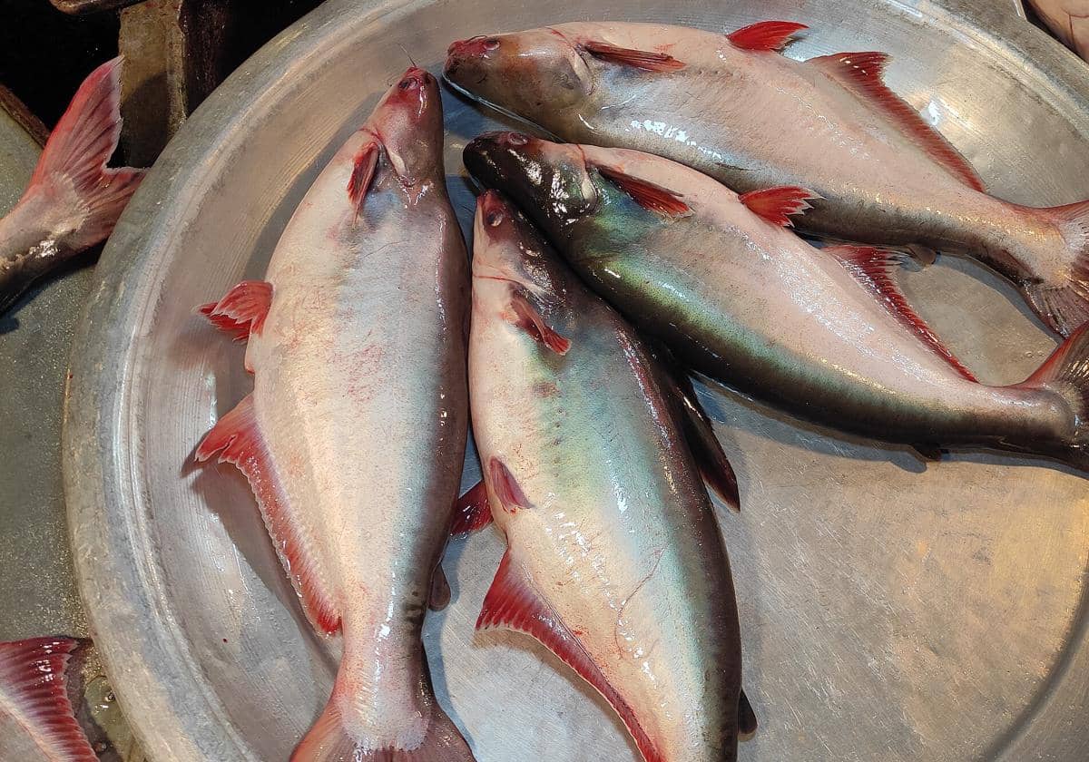 ilustrasi ikan patin