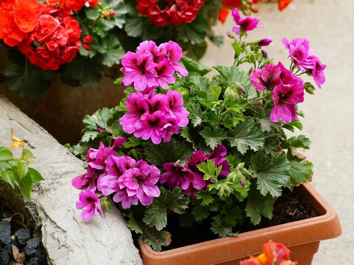 ilustrasi geranium