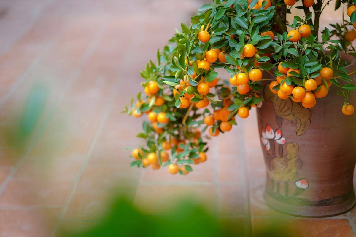 5 Rekomendasi Tanaman Buah dalam Pot, Cocok untuk Lahan Sempit