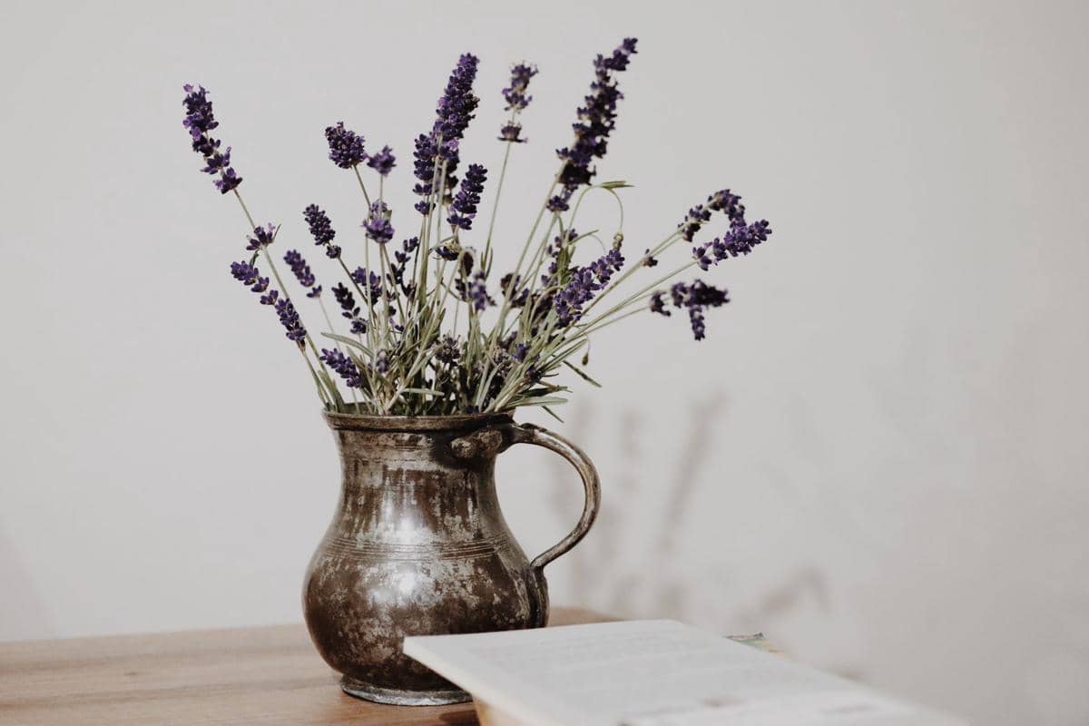 ilustrasi lavender