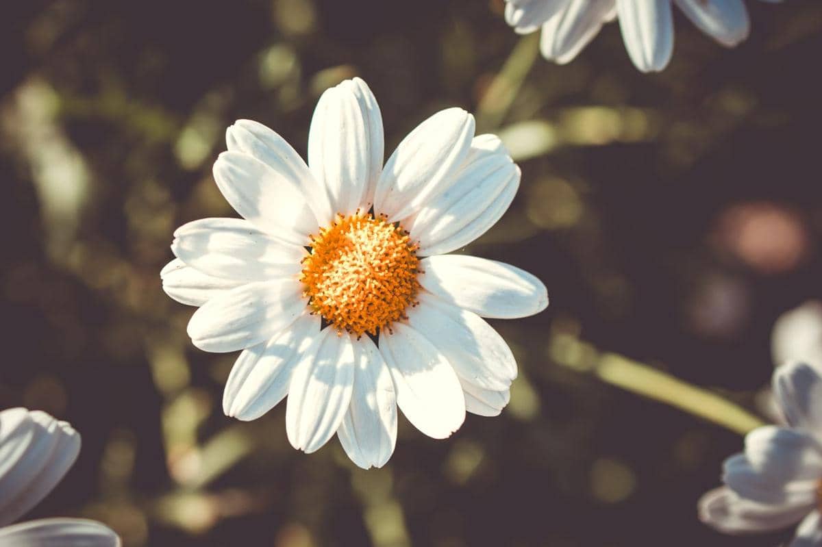 ilustrasi tanaman chrysanthemums