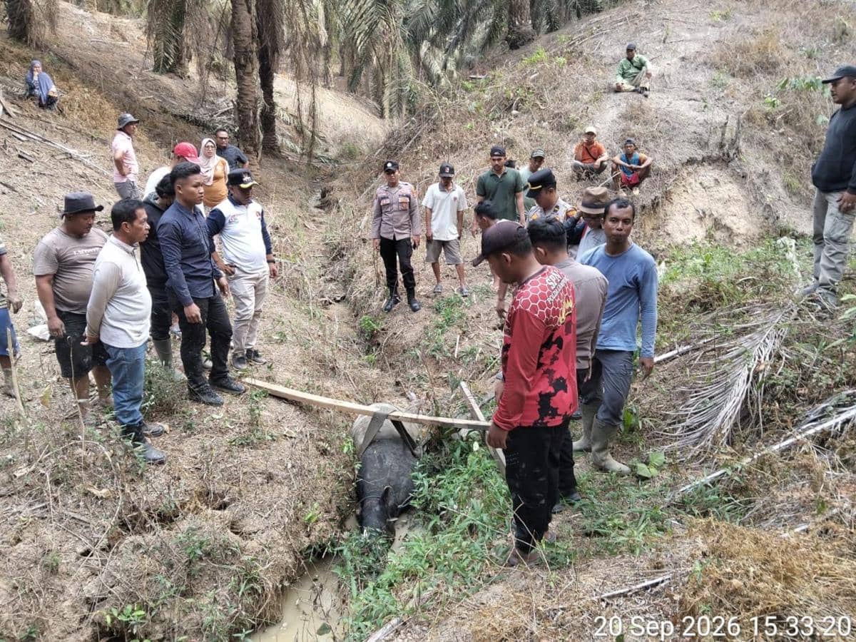 polsek-way-serdang-polres-mesuji-mendampingi-mantan-bupati-mesuji-khamamik-bersama-tim-dalam-rangka-mengamankan-satwa-dilindungi-jenis-tapir.jpg