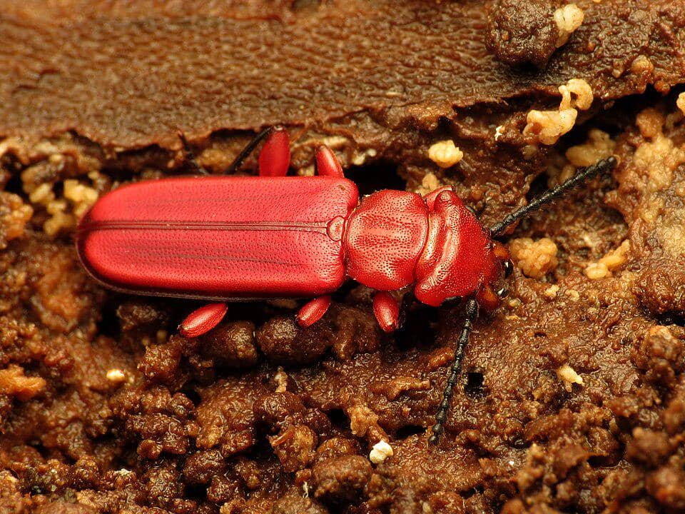 5 Fakta Menarik Red Flat Bark Beetle, Kumbang Merah yang Tahan Beku