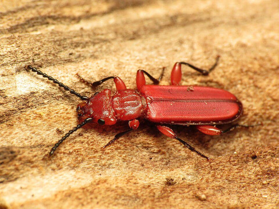 Kumbang Cucujus clavipes