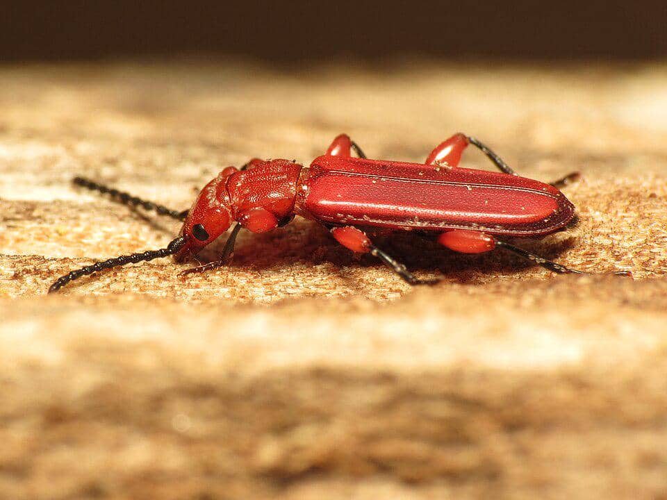 Kumbang Cucujus clavipes