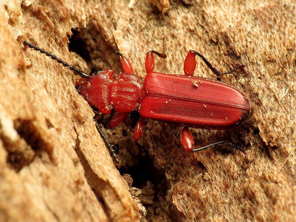 Kumbang Cucujus clavipes