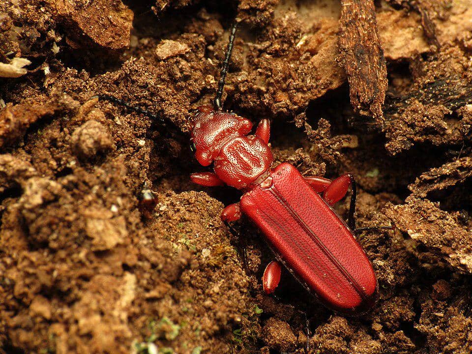 Kumbang Cucujus clavipes