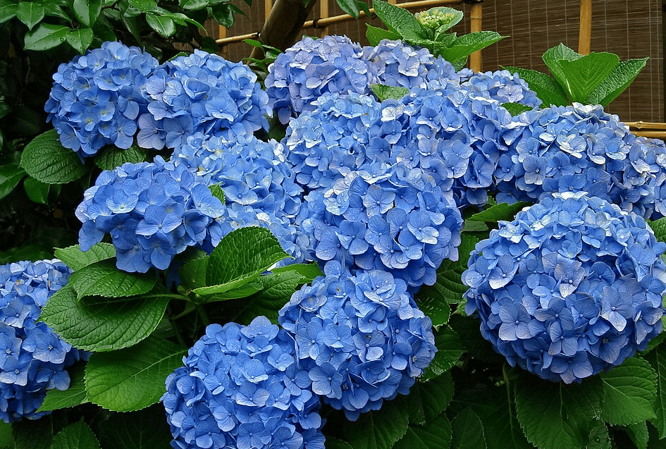 ilustrasi hidrangea biru