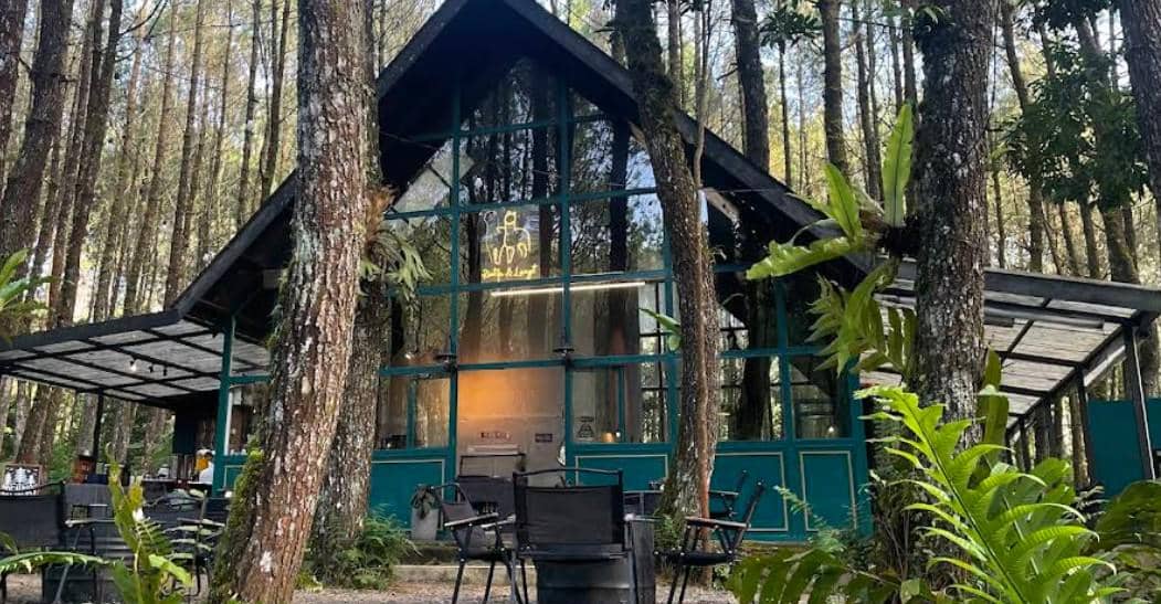potret Tangkal Pinus Jayagiri