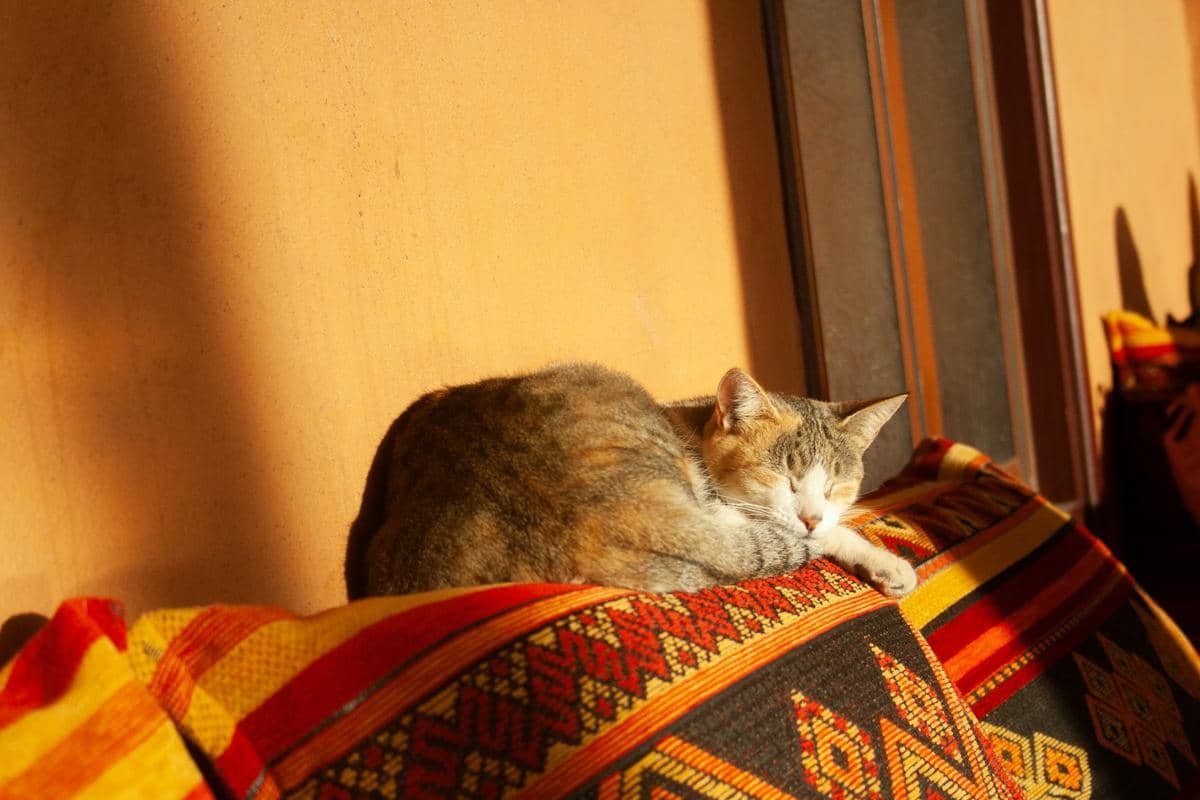 Mengapa Kucing Suka Berjemur di Bawah Sinar Matahari?