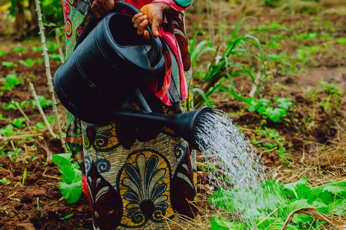 ilustrasi seseorang menyiram kebun