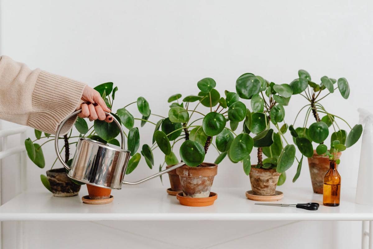 ilustrasi seseorang menyiram tanaman hias