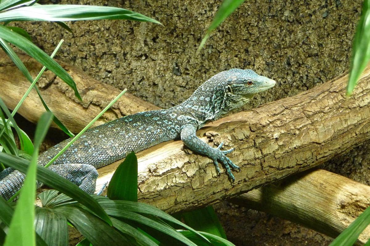 7 Fakta Unik Biawak Bertotol Biru, Naga Cantik dari Raja Ampat