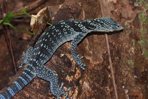 ilustrasi biawak pohon bertotol biru yang mencolok