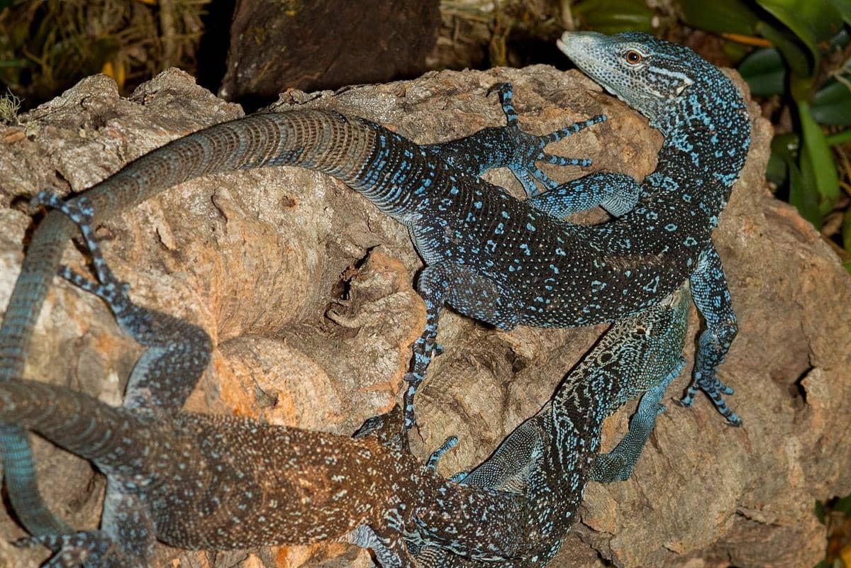 ilustrasi biawak bertotol biru dan berekor panjang