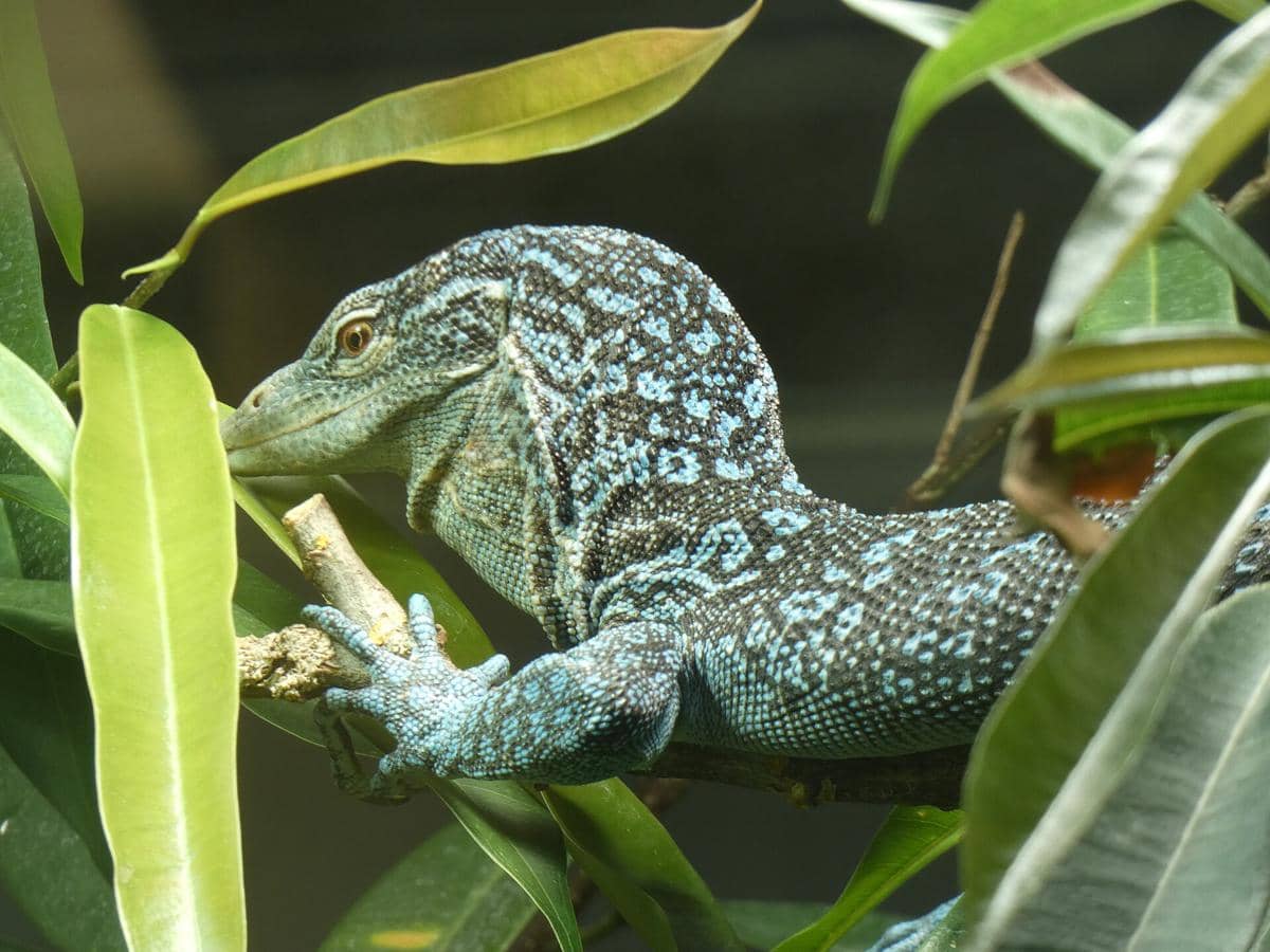 ilustrasi biawak biru endemik pulau Batanta Raja Ampat