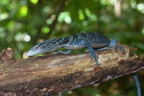 ilustrasi biawak bertotol biru yang suka di atas pohon