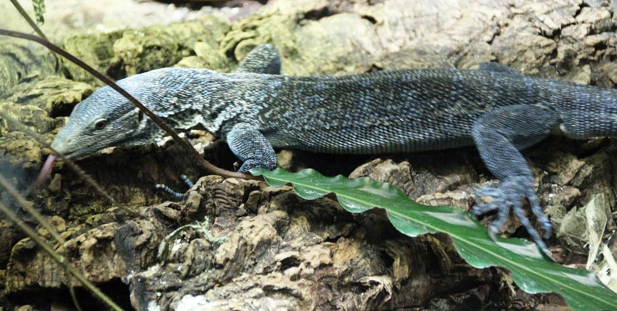 ilustrasi biawak bertotol biru yang telurnya menetas lama